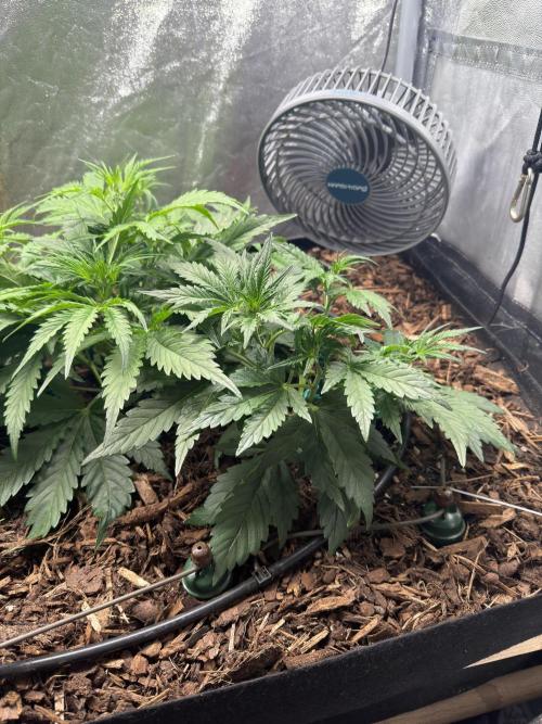 Gorilla Z Auto #4 🦍🍬. Week 4