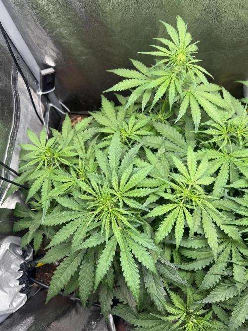 Gorilla Z Auto #1 🦍🍬. Week 5