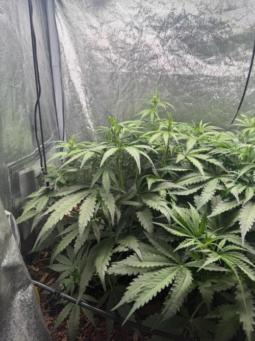 Gorilla Z Auto #1 🦍🍬. Week 5