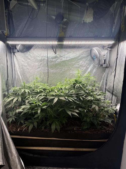 Gorilla Z Auto #2 🦍🍬. Week 5