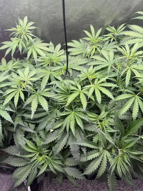 Gorilla Z Auto #2 🦍🍬. Week 5