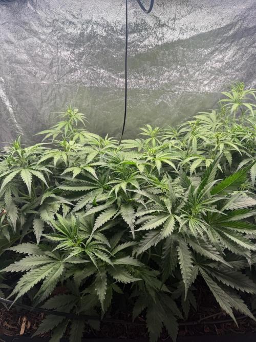 Gorilla Z Auto #2 🦍🍬. Week 5