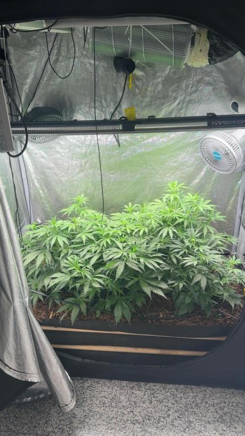 Gorilla Z Auto #3 🦍🍬
