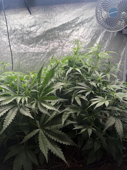 Gorilla Z Auto #3 🦍🍬. Week 5