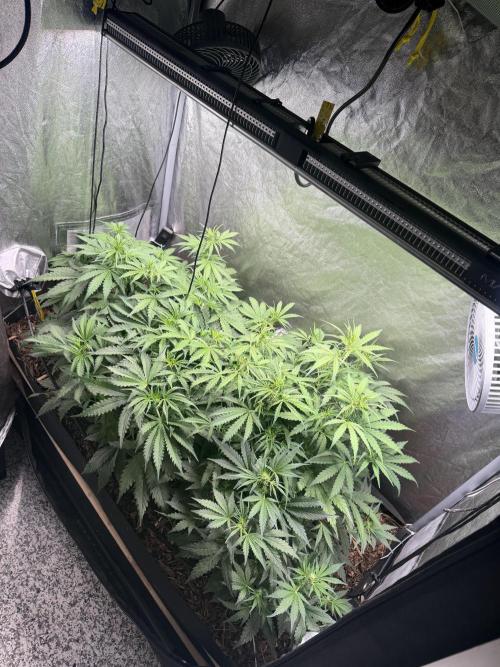 Gorilla Z Auto #4 🦍🍬. Week 5