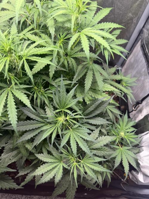 Gorilla Z Auto #4 🦍🍬. Week 5