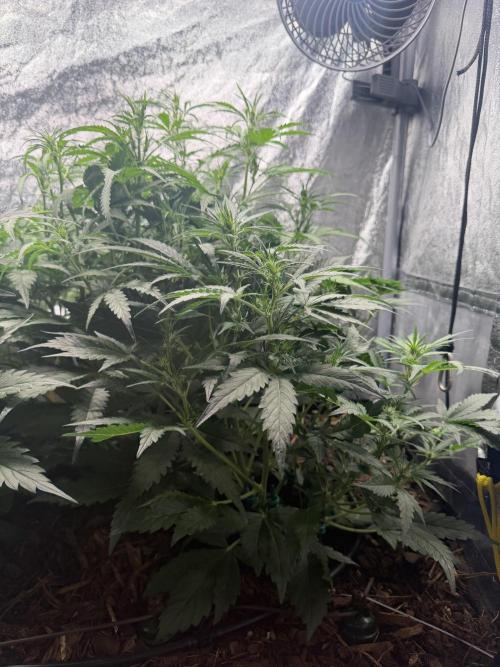 Gorilla Z Auto #4 🦍🍬. Week 5