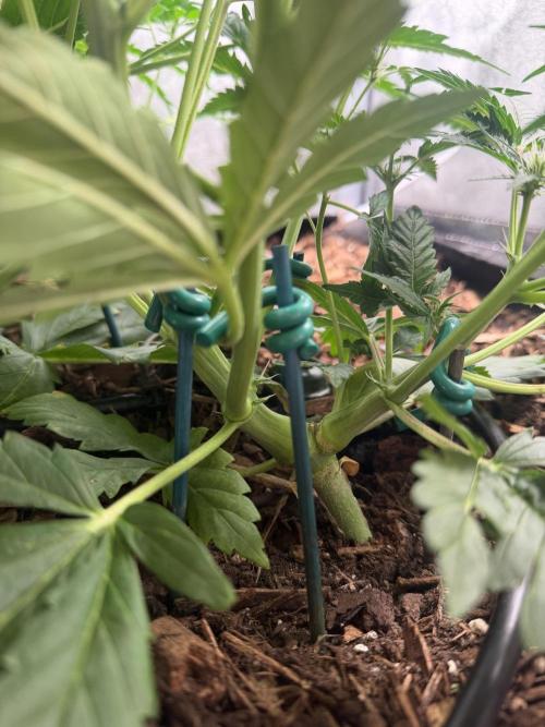 Gorilla Z Auto #4 🦍🍬. Week 5