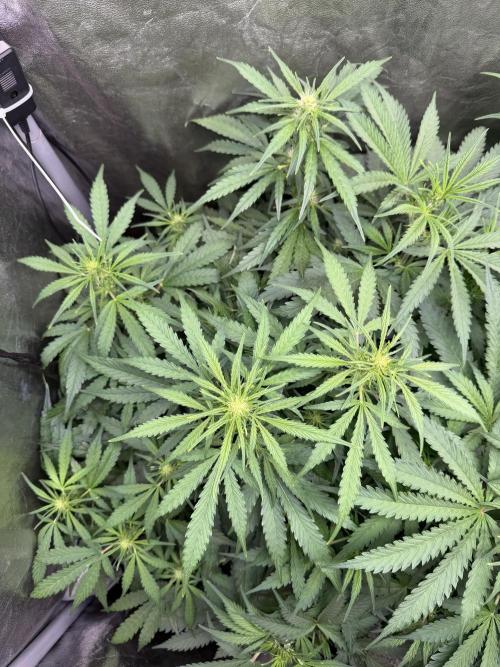 Gorilla Z Auto #1 🦍🍬. Week 6