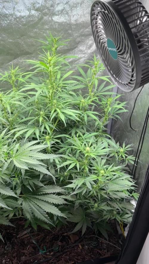 Gorilla Z Auto #1 🦍🍬