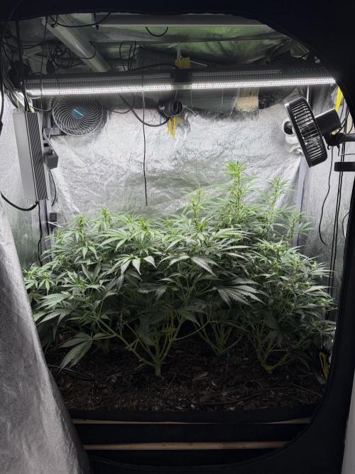 Gorilla Z Auto #2 🦍🍬. Week 6