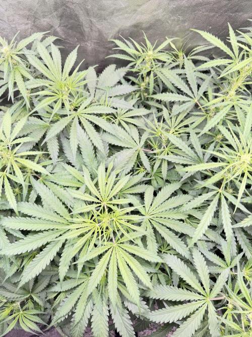 Gorilla Z Auto #2 🦍🍬. Week 6