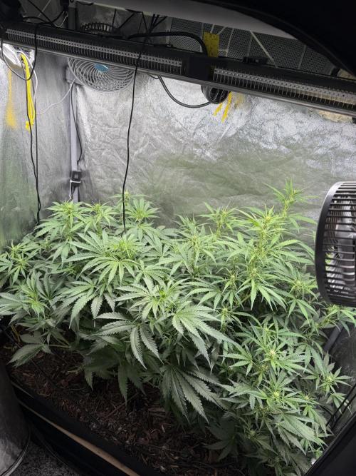 Gorilla Z Auto #3 🦍🍬. Week 6