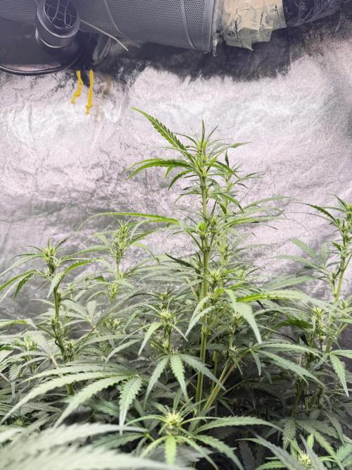 Gorilla Z Auto #3 🦍🍬. Week 6