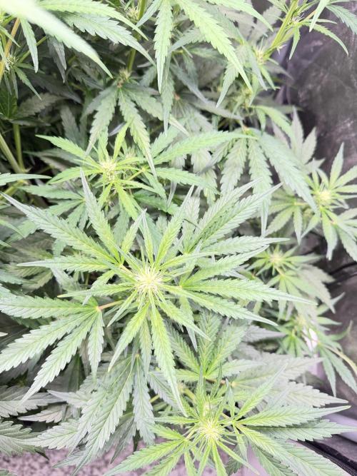 Gorilla Z Auto #4 🦍🍬. Week 6
