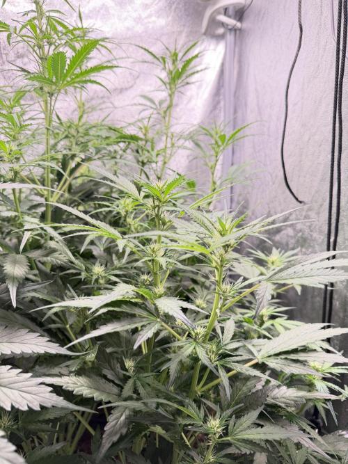 Gorilla Z Auto #4 🦍🍬. Week 6
