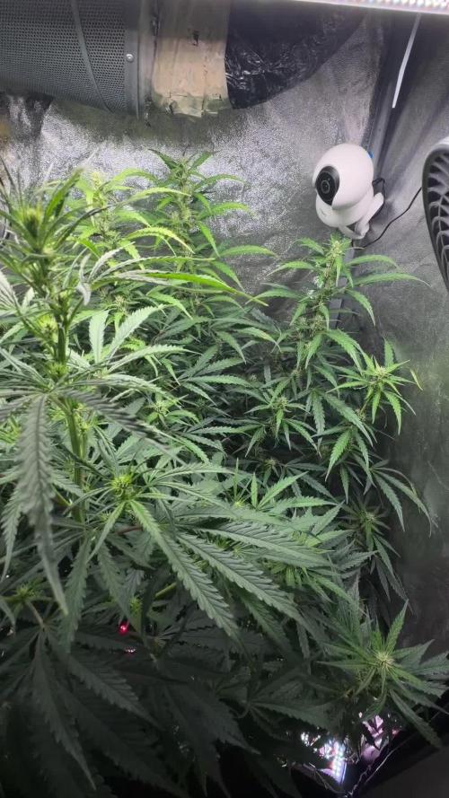 Gorilla Z Auto #1 🦍🍬