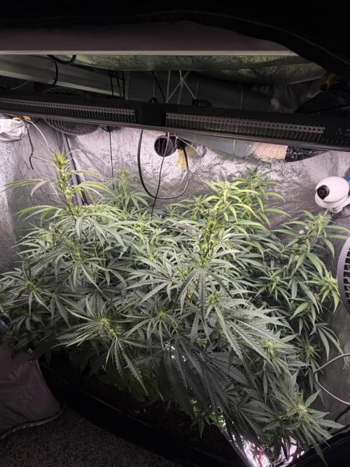 Gorilla Z Auto #2 🦍🍬. Week 7