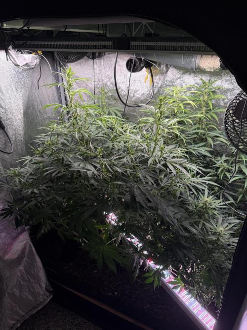 Gorilla Z Auto. Week 7