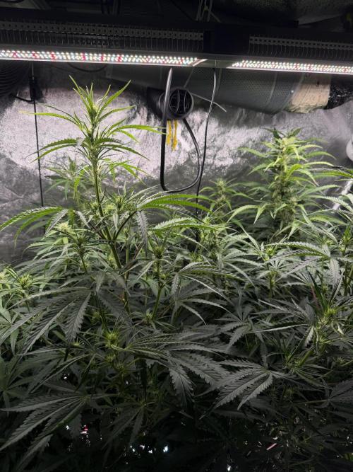 Gorilla Z Auto #1 🦍🍬. Week 7