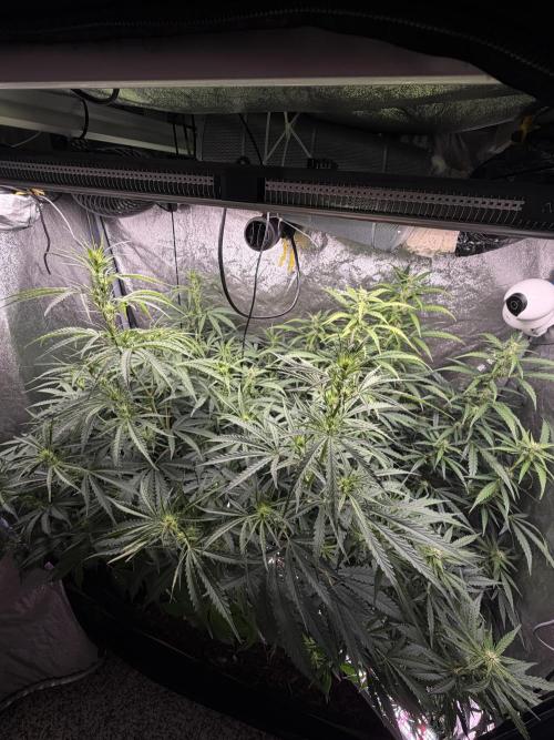 Gorilla Z Auto. Week 7