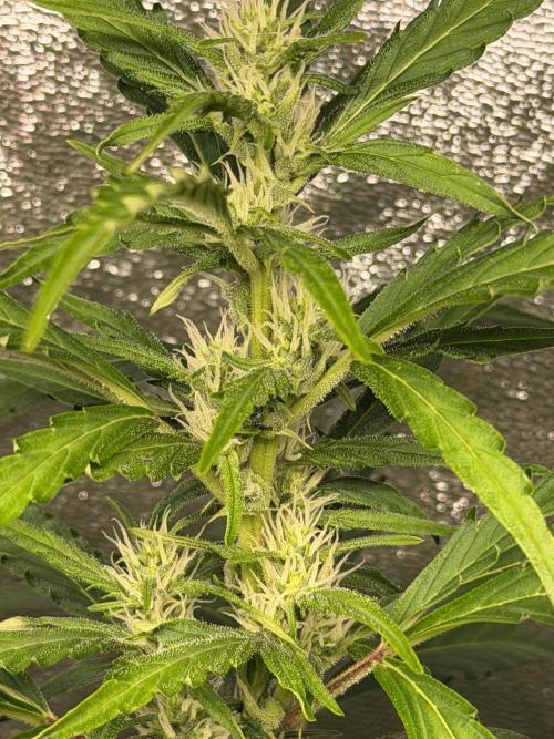 Gorilla Z Auto #3 🦍🍬. Week 7