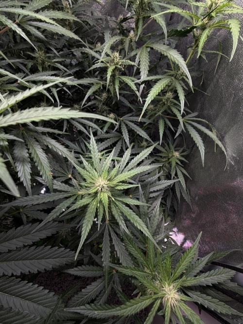 Gorilla Z Auto #4 🦍🍬. Week 7