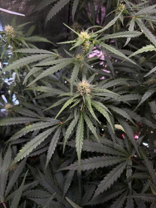 Gorilla Z Auto #1 🦍🍬. Week 8