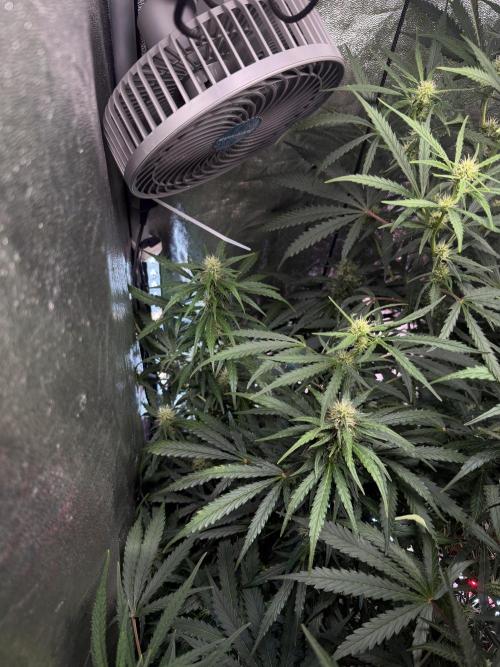 Gorilla Z Auto #1 🦍🍬. Week 8