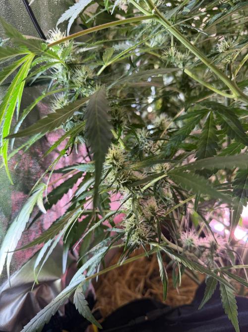 Gorilla Z Auto #1 🦍🍬. Week 8