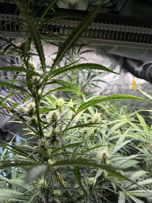 Gorilla Z Auto #2 🦍🍬. Week 8
