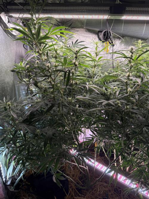 Gorilla Z Auto #2 🦍🍬. Week 8
