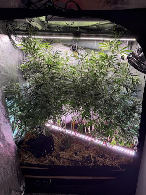 Gorilla Z Auto #3 🦍🍬. Week 8