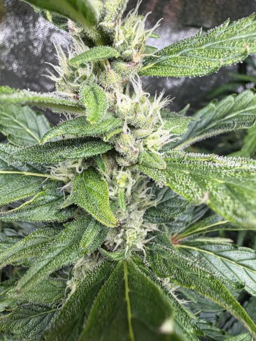 Gorilla Z Auto #3 🦍🍬. Week 8