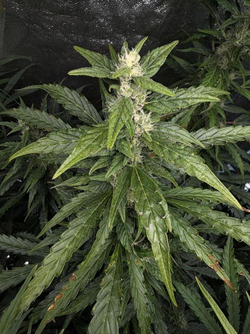 Gorilla Z Auto #3 🦍🍬. Week 8