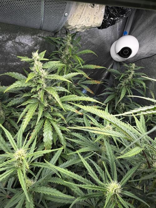 Gorilla Z Auto #3 🦍🍬. Week 8