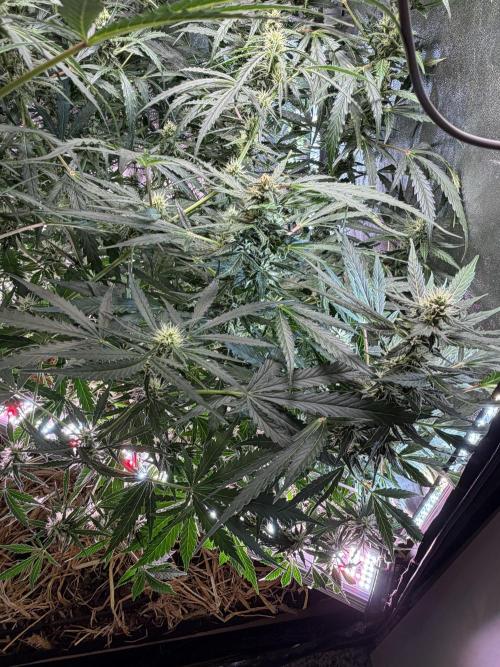 Gorilla Z Auto #4 🦍🍬. Week 8