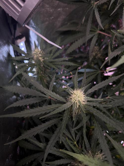 Gorilla Z Auto #1 🦍🍬. Week 9