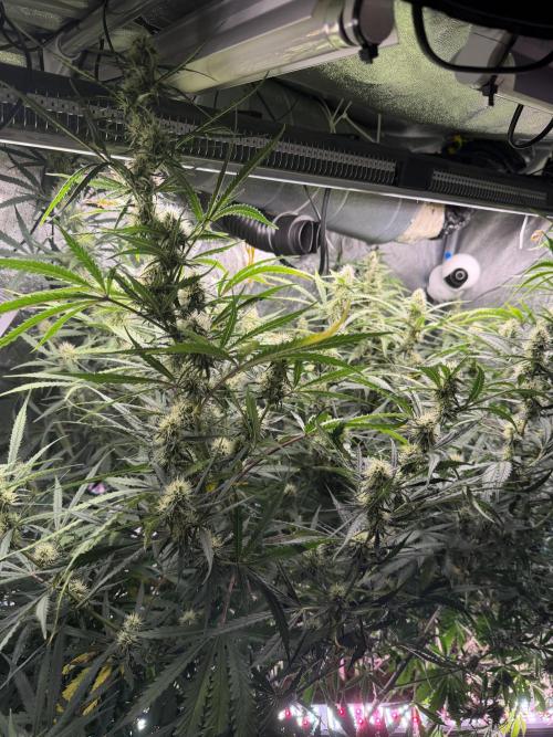 Gorilla Z Auto #1 🦍🍬. Week 9