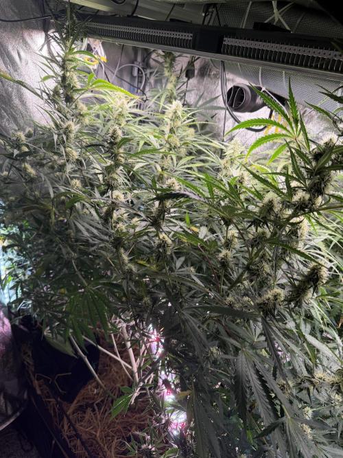Gorilla Z Auto #2 🦍🍬. Week 9