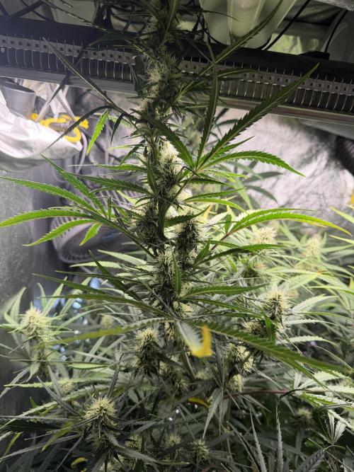 Gorilla Z Auto #2 🦍🍬. Week 9