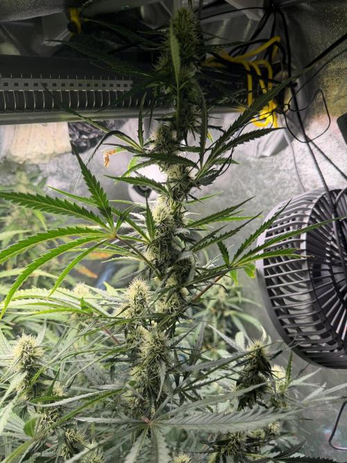 Gorilla Z Auto #2 🦍🍬. Week 9