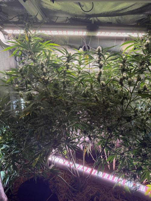 Gorilla Z Auto #3 🦍🍬. Week 9