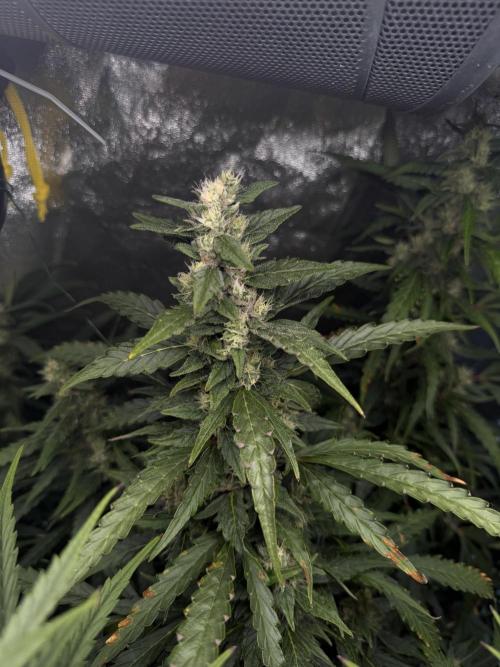 Gorilla Z Auto #3 🦍🍬. Week 9