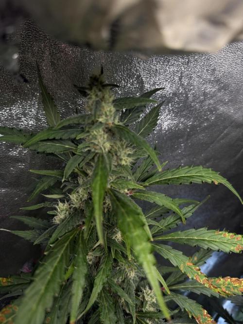 Gorilla Z Auto #3 🦍🍬. Week 9