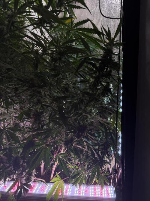 Gorilla Z Auto #4 🦍🍬. Week 9