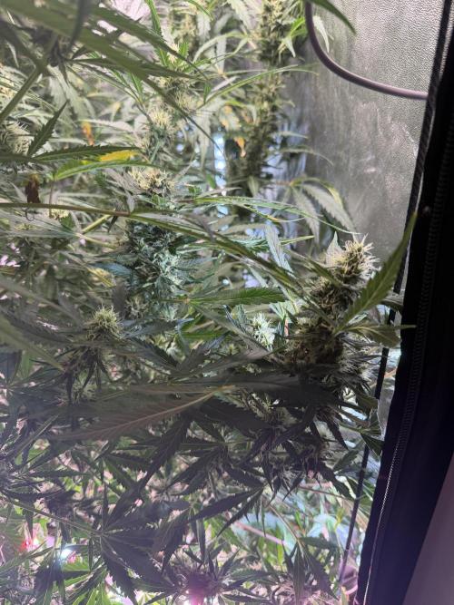 Gorilla Z Auto #4 🦍🍬. Week 9