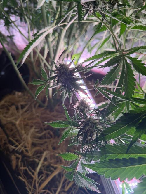 Gorilla Z Auto #4 🦍🍬. Week 9