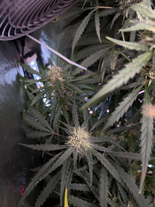 Gorilla Z Auto #1 🦍🍬. Week 10