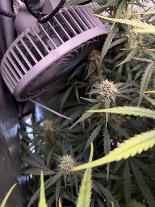 Gorilla Z Auto #1 🦍🍬. Week 10